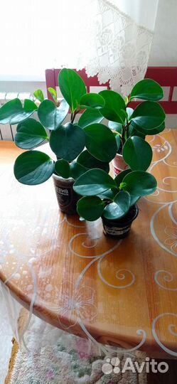 Комнатные цветы