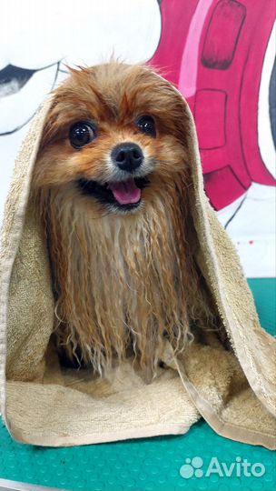 Груминг обучение в Тюмени