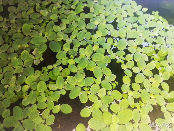 Пистия, роголистник