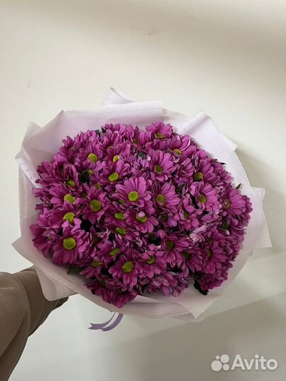 Кустовые Хризантемы Букет 11 25 51