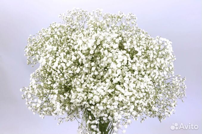 Гипсофила Опт