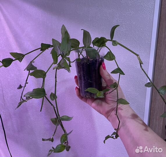 Традесканция