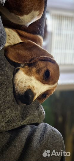 Бигль вязка