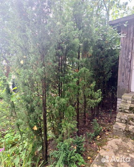 Можжевельник, казацкий и колонновидный