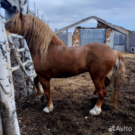 Жеребец русский тяжеловоз