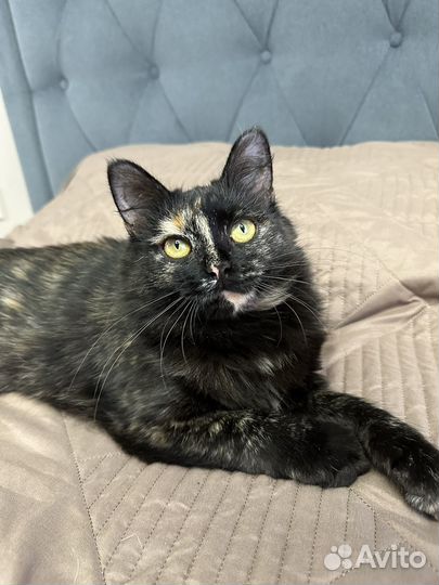 Юная трехшерстная ласковая кошка