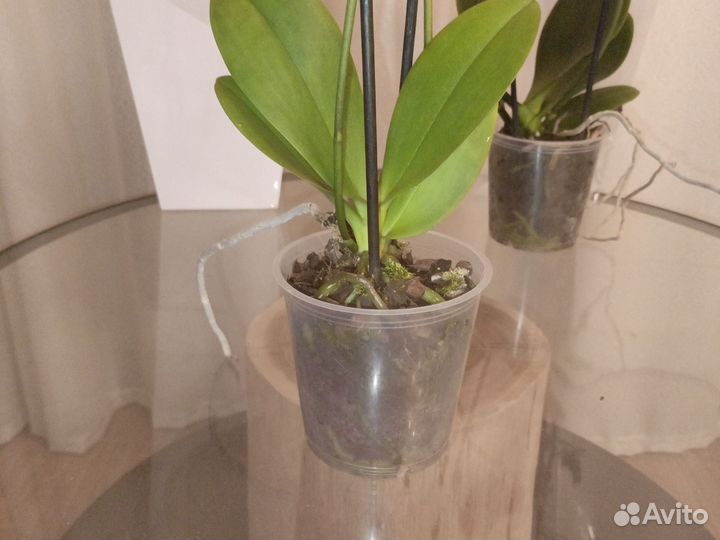 Орхидея фаленопсис