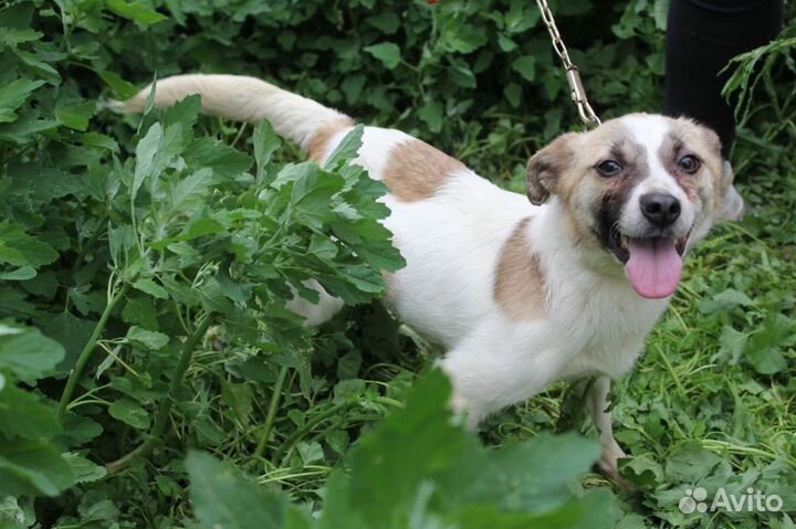 Миниатюрная девочка