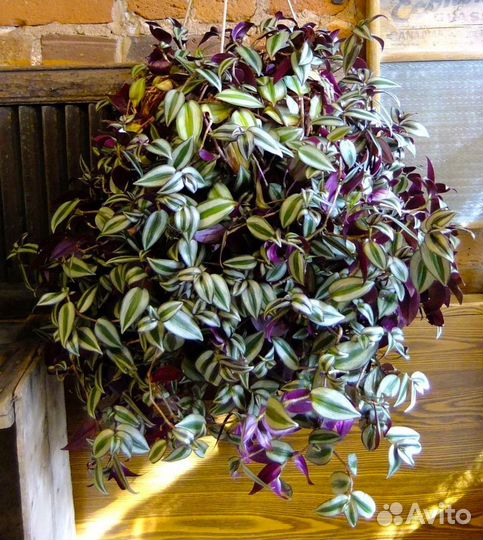 Растения для быстрого озеленения