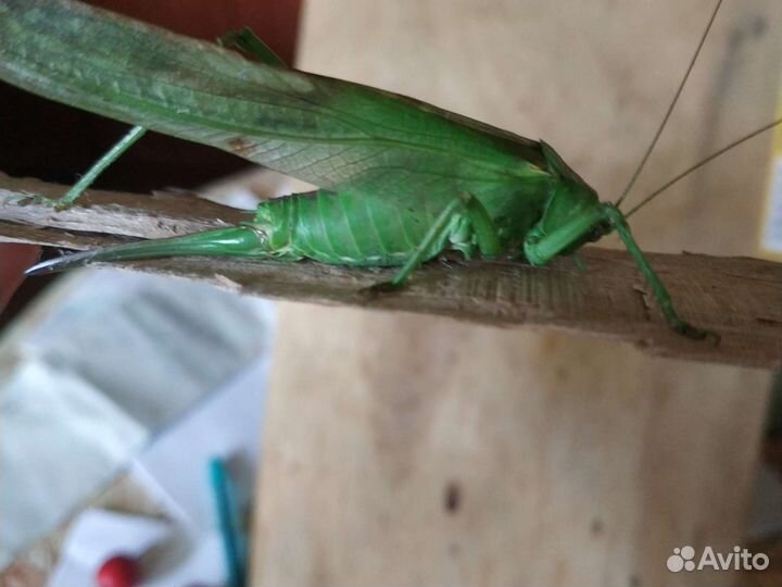 Кузнечик большой неживой