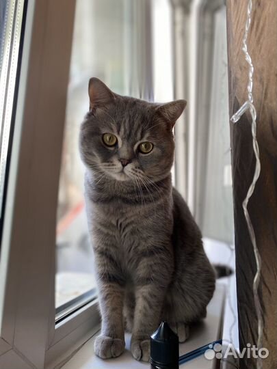 Потерялся кот