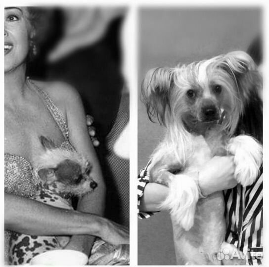 Самый крошечный папа на свете 2кг, 20см