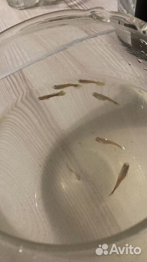 Аквариумные рыбки Гуппи