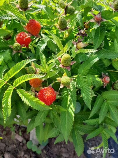 Тибетская малина саженцы