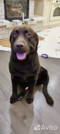 Кобель лабрадора вязка