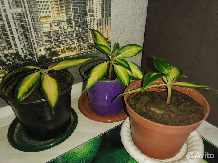 Бальзамин новогвинейский