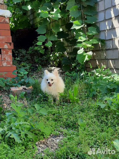 Подрощенная Помераночка
