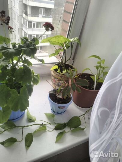 Комнатные растения цветы