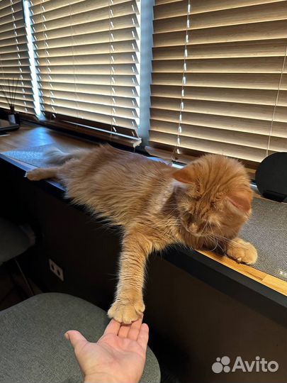 Мейн-кун вязка