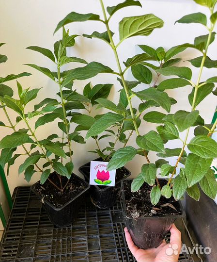 Гортензия Мэджикал свит самер Magical Sweet Summer