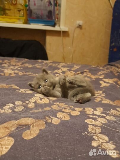 Британские котята