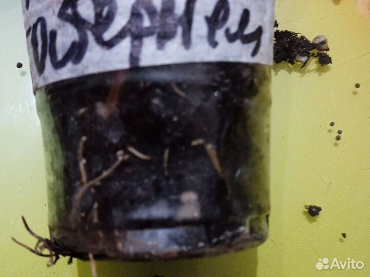 Табернемонтана Вентрикоза