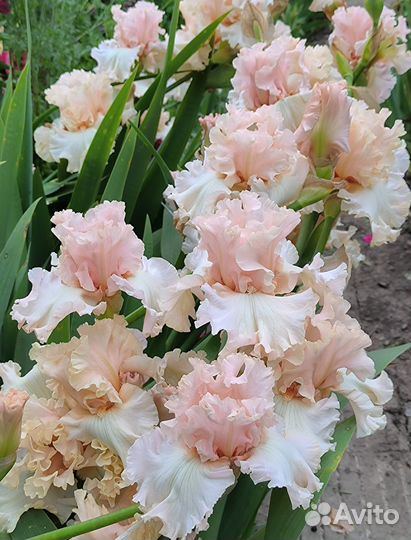 Ирисы высокие бородатые