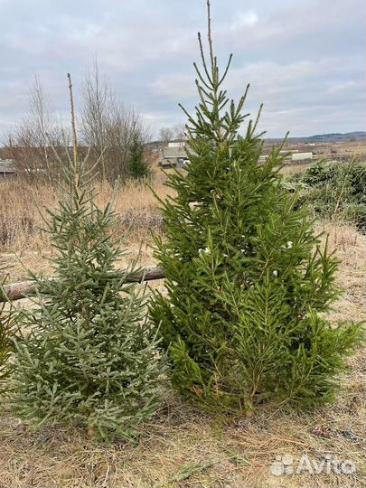 Ель новогодняя живая, оптом/розница