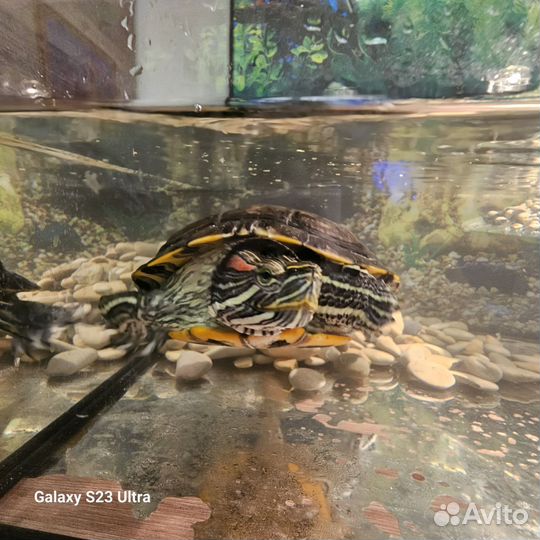 Аквариум с черепахами