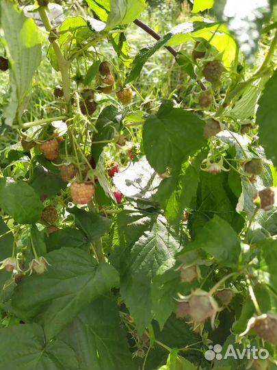 Мята, малина,облепиха,укроп - лист, сок калины