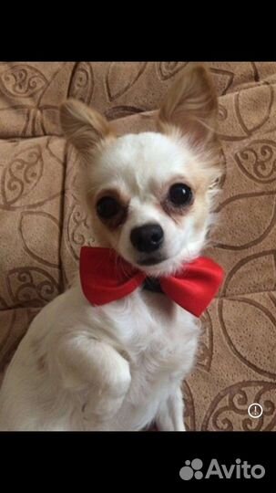 Вязка кобель чихуахуа