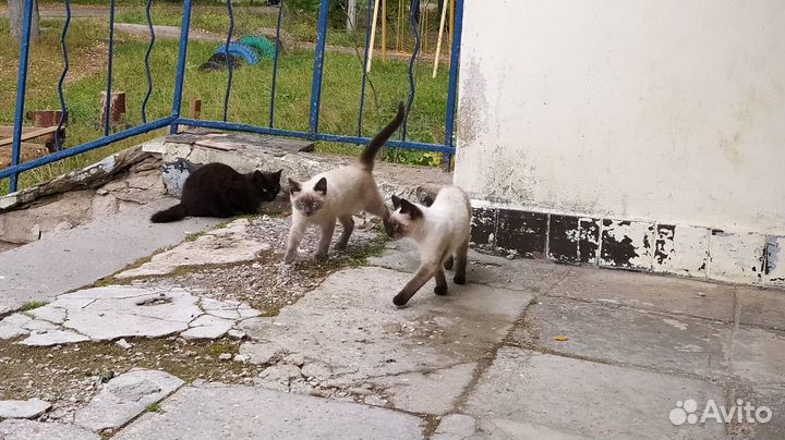 Тайские котята и сиамские в добрые руки
