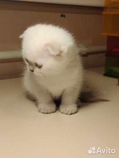 Кот шотландец