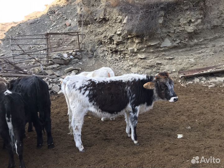 Телята телки