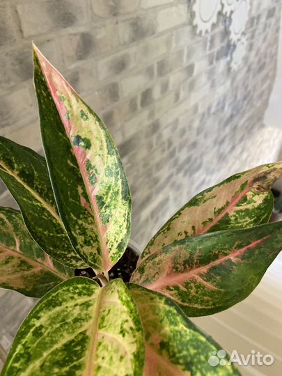 Аглаонема Алладин