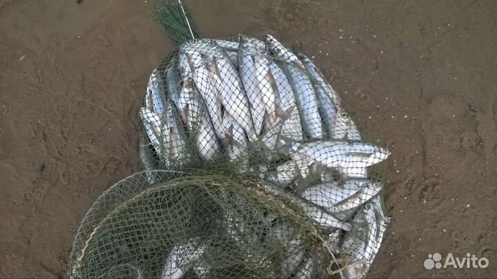 Снасть для ловли чехони. Идеальная резинка