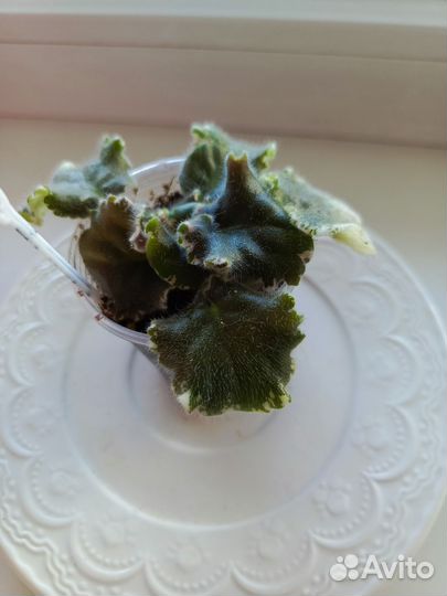 Детки сортовой фиалки