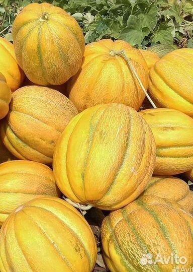 Семена дыни Эфиопка