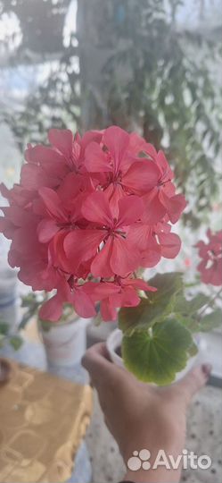 Фиалка,Герань