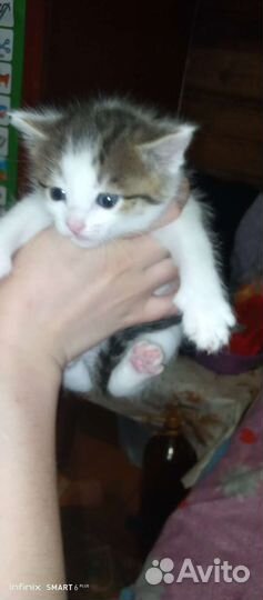 Котёнок серо-белый
