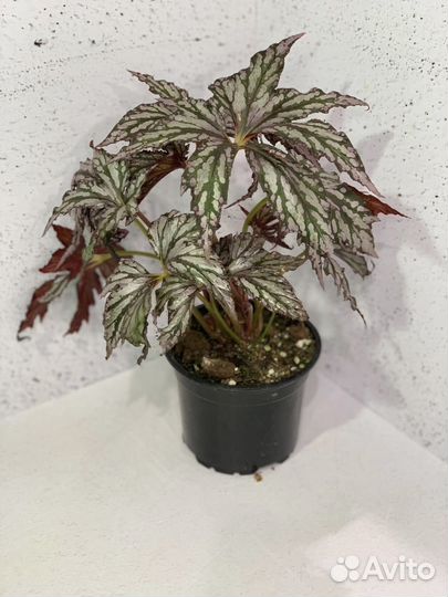 Бегония Грифон