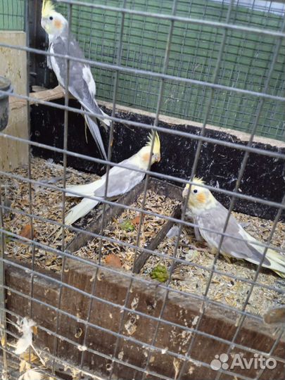 Попугай корелла