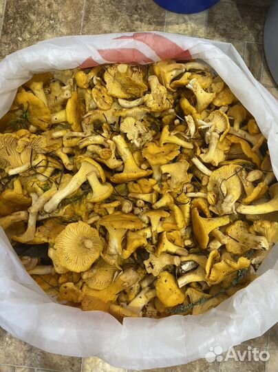 Грибы - Лисички