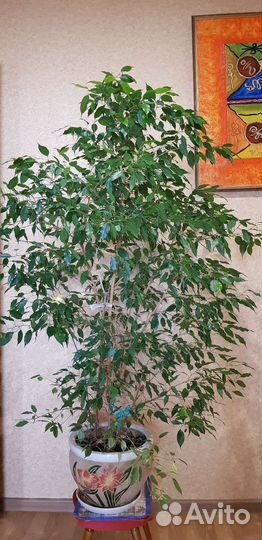 Фикус бенджамина