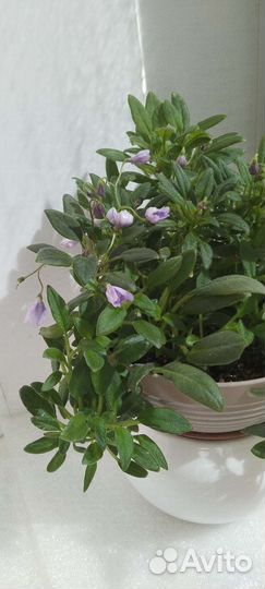 Фиалки трейлеры