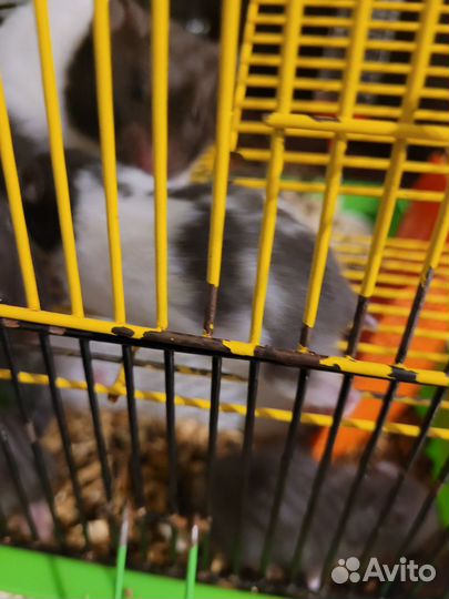 Сирийский хомяк