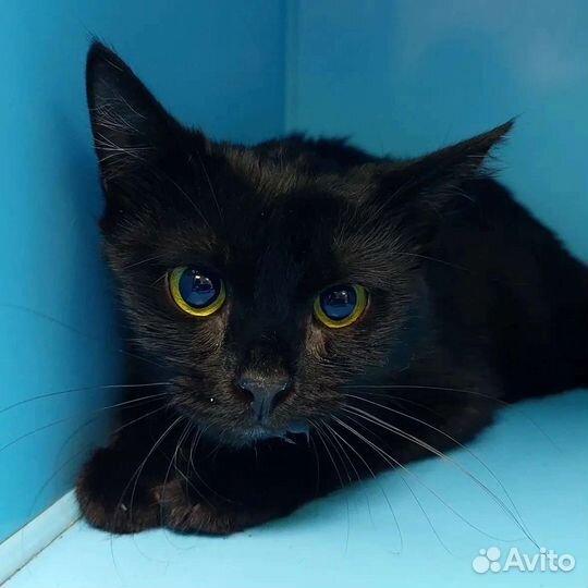 Черная красавица Кукла ищет дом