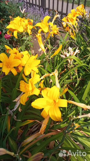 Сортовые лилейники