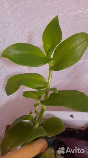 Традесканция