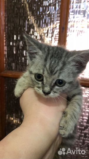 Котики в добрые руки